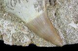 Mosasaur (Prognathodon) Rooted Tooth In Rock - Nice Tooth #64630-2